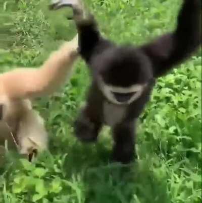 Some days I just want to vibe with gibbons