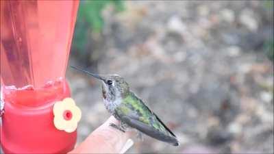 Hummingbird get excited over bubbles