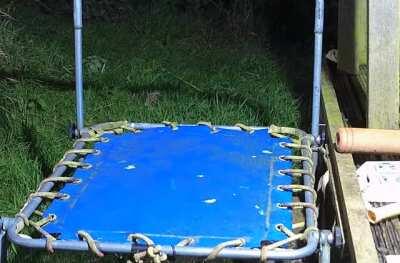 Tiny stoat discovers a trampoline