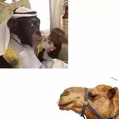 monkè meets camel