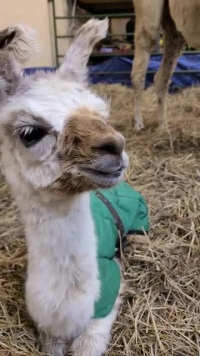 We Had a Baby Llama Born This Morning! She's About Five Hours Old in This Video.