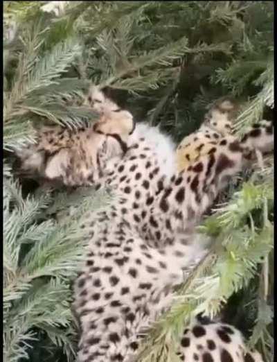 Cheetahs