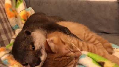 Otter can not sleep without holding a Kitten 😻