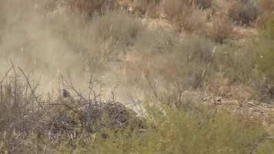 Leopard gets the jump on African Wildcat.