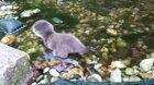 Baby otter exploring water for the first time