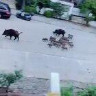 The pig herd landed in the street in Marmaris because there were no people outside