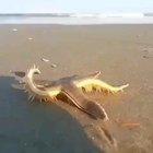 🔥 Starfish walking on a beach with its many legs