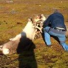 Helping these caribou get untangled