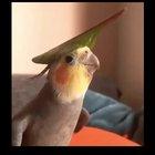 Cockatiel playing Saria's Song (Lost Woods) from Ocarina of Time.