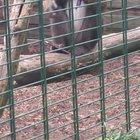 Visiting a zoo in Germany with a friend. He stood way too close to the monkeys and next thing the monkey is chewing away on his phone!