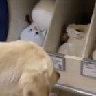 A very good guide dog gets to make their own toy.