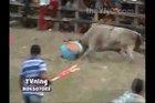 Drunken idiot tries to jump over bull