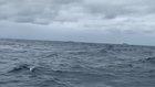 🔥 Absolutely Massive Humpback Whale Breaching