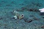 Diver convince octopus to trade his plastic cup for a seashell