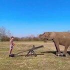 Crazy elephant trick shot