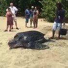 Leatherback Turtle