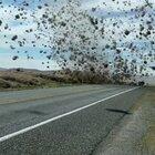 Tumbleweed Tornado in Washington