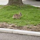 Bunny eats dandelion in the most satisfying way