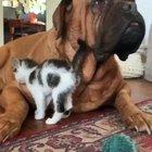 This good boy named George has comforted many kittens