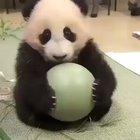 Panda loves his ball