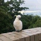 Chonky birb yelling (from ig sydneycockatoos)