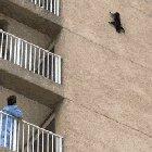 This cat stuck on a building managed to sort itself out. They truly are immortal.