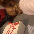 Cute Yorkie asking for Chick-fil-A