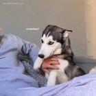 Amazing scritches bamboozling a husky