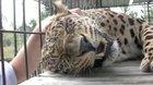 Rescued Leopard purrs and loves head scratches.