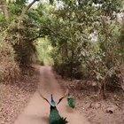 🔥 a Peacock flying 🔥