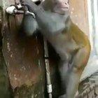 Monkey closes the tap after finishing