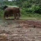 Elephant uses a stick to clean between his toes