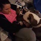 Pitbull gave birth and put her pups in her owner's lap