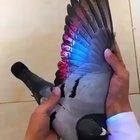 UV light reveals all pigeons are barcoded. Fact!