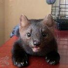 This sable is preposterously cute.