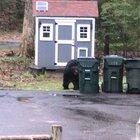 Big boy bears out in West Granby!