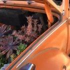 VW Succulents