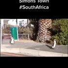 Penguins roaming the streets of Simon's Town due to Lockdown