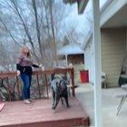 180 pound Mastiff zoomies!