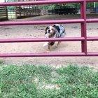 dog jumping through gate