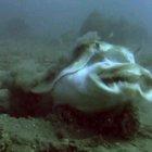 A Pacific angelshark