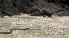 Be an Iguana and visit the snake caves, WCGW?