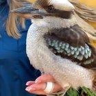 This absolute bird