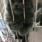 Rawr