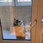 Let him in!