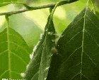 Tailorbird nesting with tree leaves