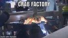 CRAB FATORY