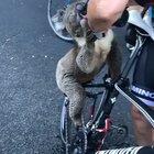 Dehydrated koala approaches cyclist for help as Australian wildlife suffers in heatwave and fires. ‘It walked right up to me ... and climbed up onto my bike while I gave him water,’ says rider