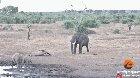 A rhino charges an elephant in attempt to defend her calf but the elephant ain't about to take that shit