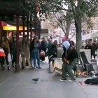 Pigeon dancing to a street artists music